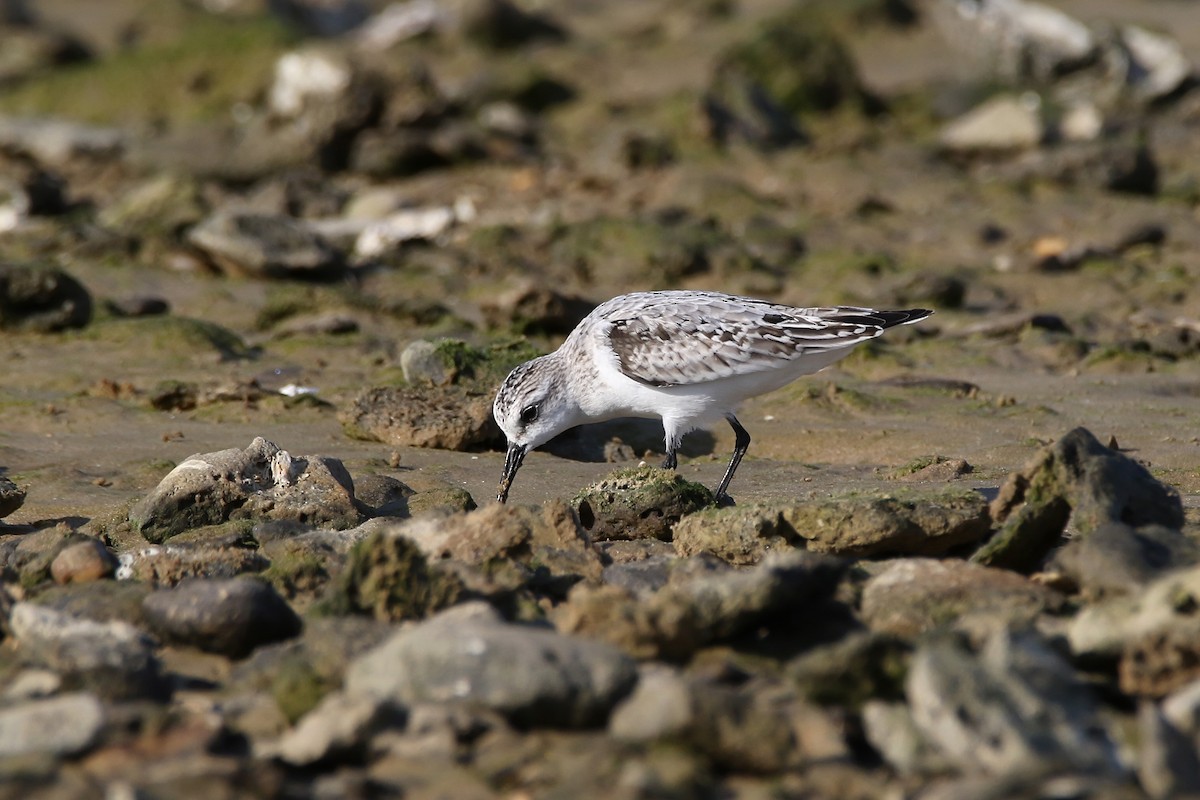 Sanderling - ML620480786