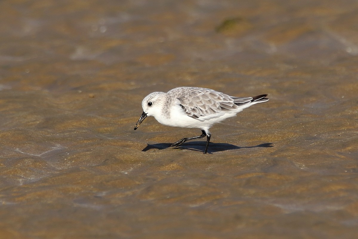 Sanderling - ML620480787