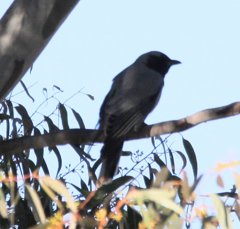 Black-faced Cuckooshrike - ML620480791