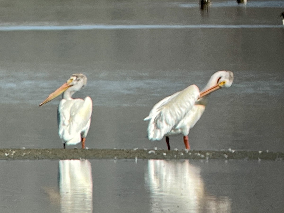 American White Pelican - ML620480792