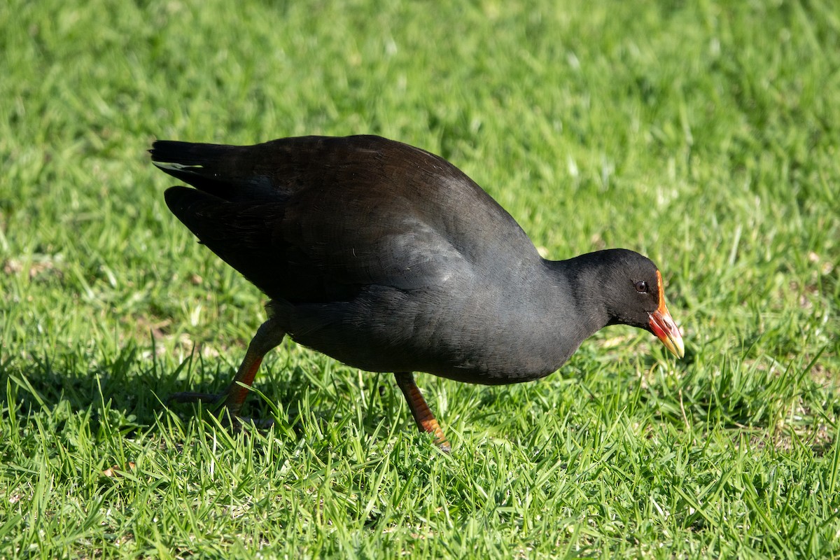 Dusky Moorhen - ML620480793