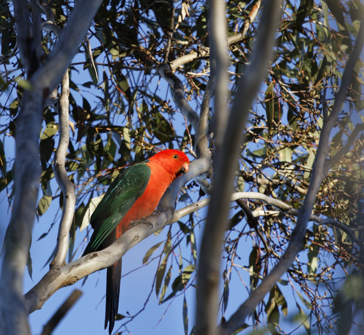 Australian King-Parrot - ML620480795