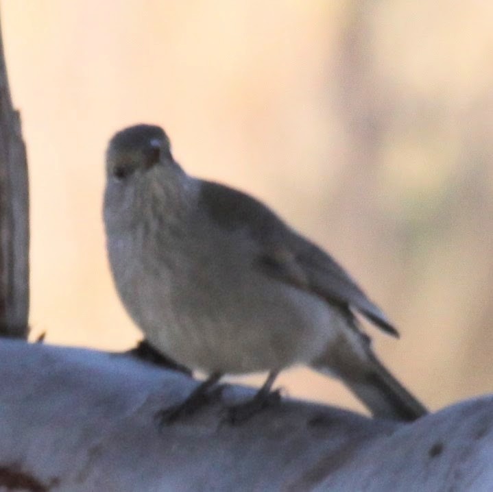 Gray Shrikethrush - ML620480796