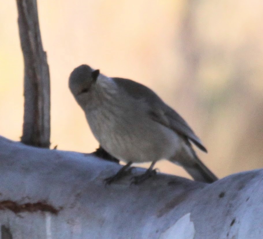 Gray Shrikethrush - ML620480797