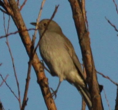 Gray Shrikethrush - ML620480798