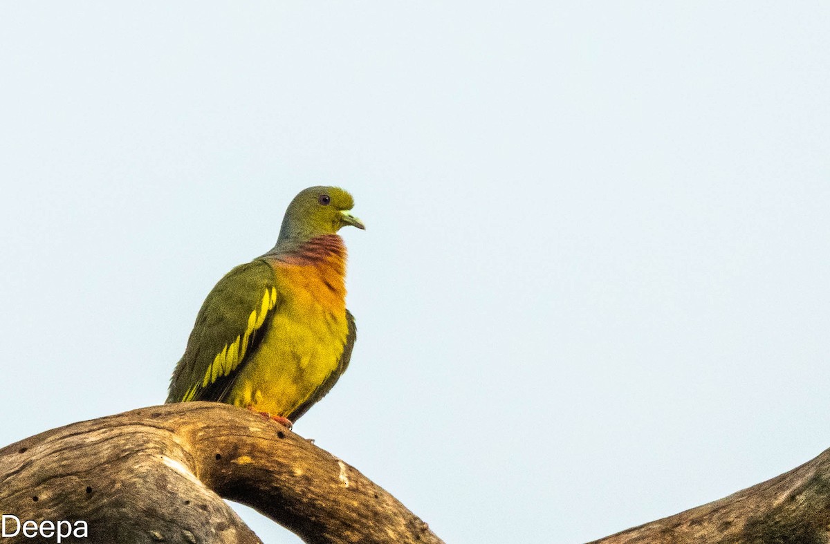 橙胸綠鳩 - ML620480802