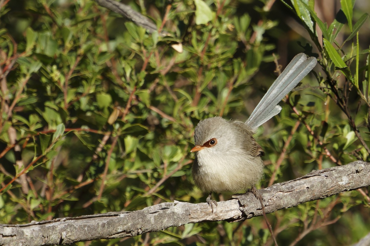 Purple-backed Fairywren - ML620480803