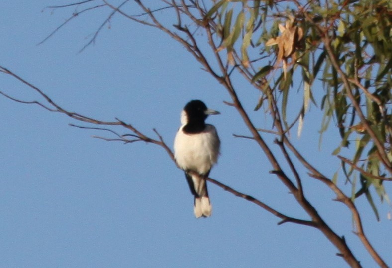 Pied Butcherbird - ML620480807