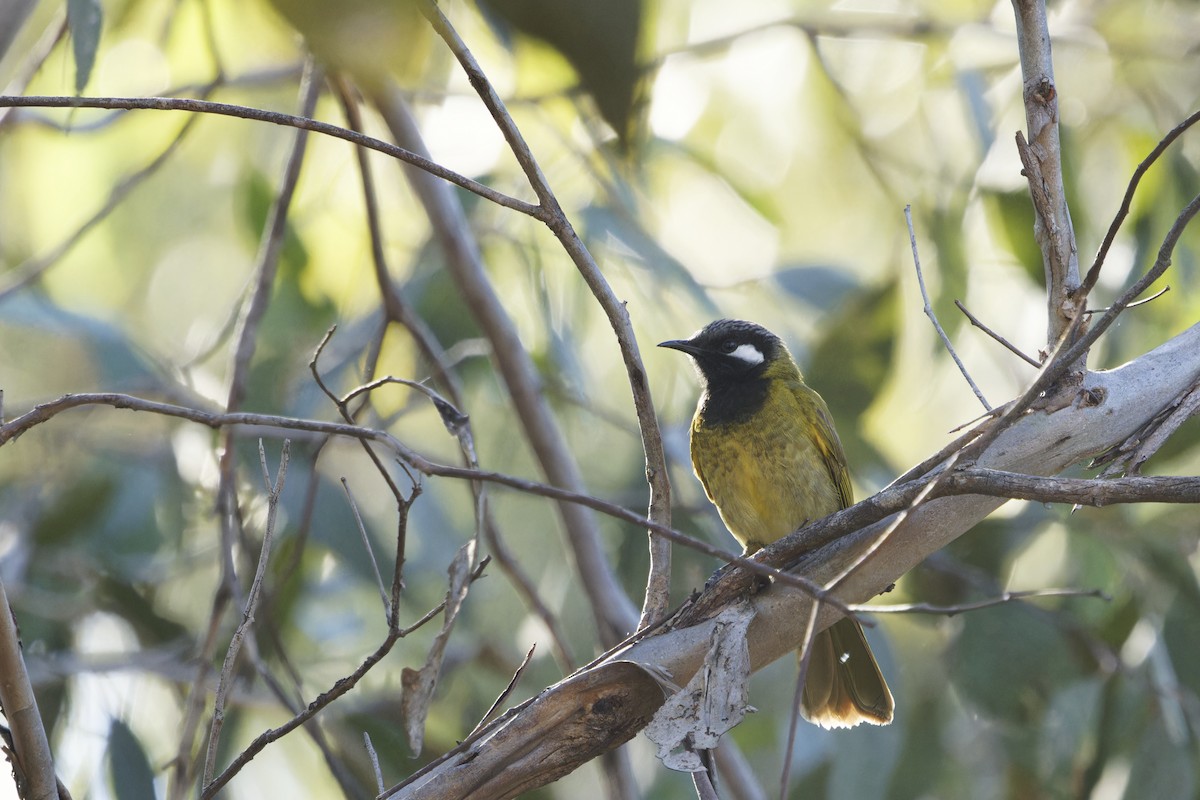 White-eared Honeyeater - ML620480809