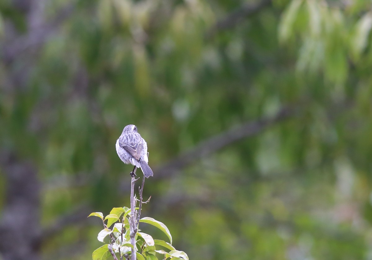 Gray Bushchat - Peter Hosner