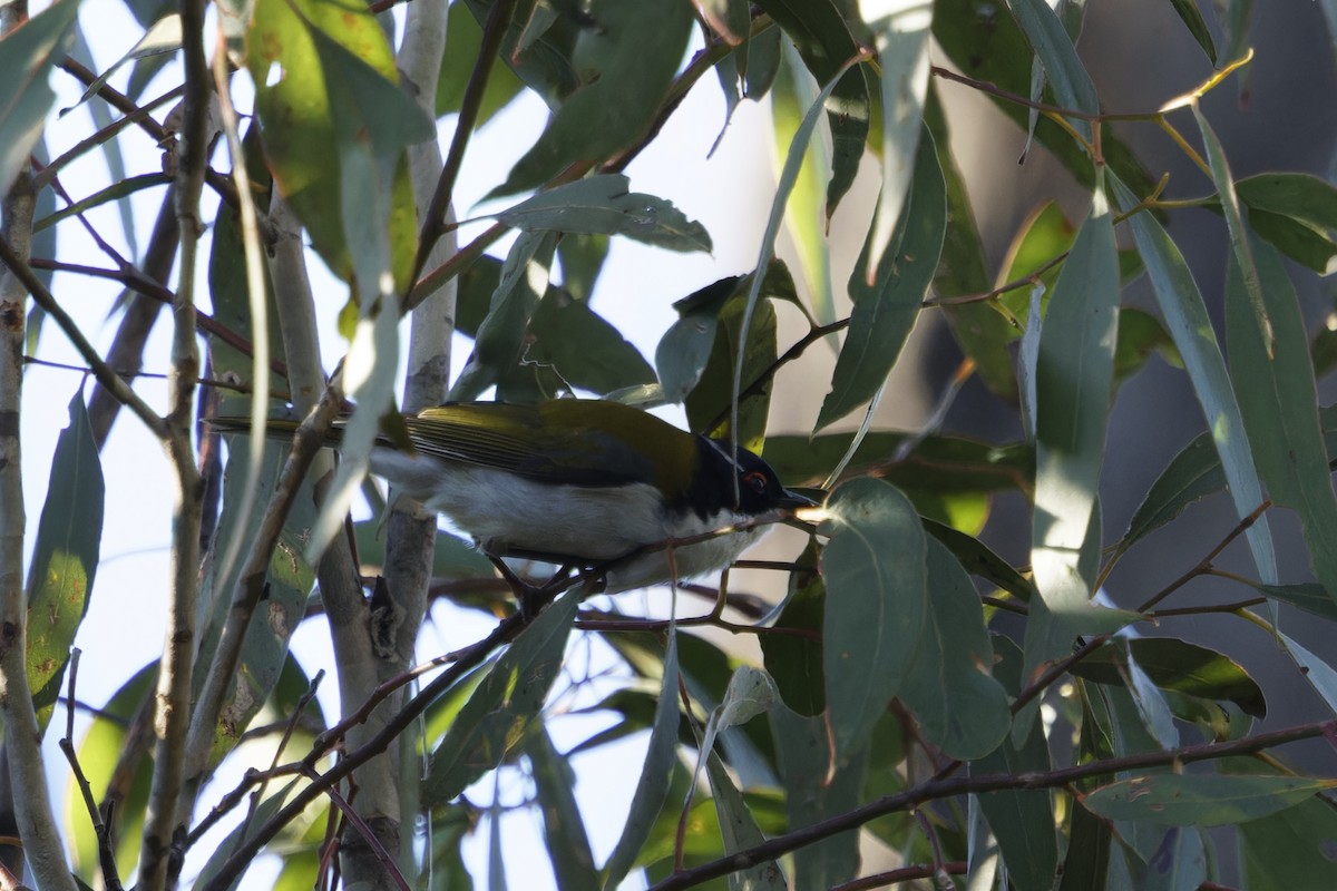 White-naped Honeyeater - ML620480810