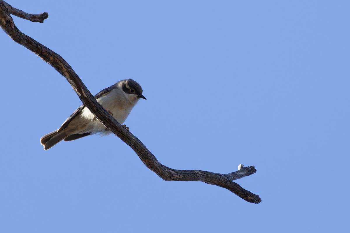 Brown-headed Honeyeater - ML620480812