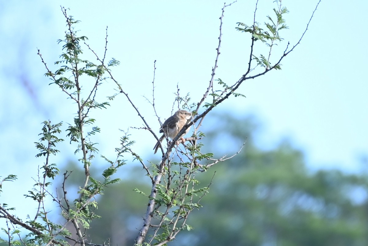 Common Babbler - Aditya Pradhan