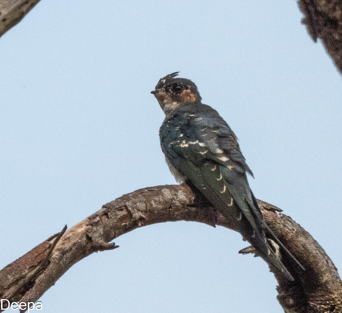 Crested Treeswift - ML620480815