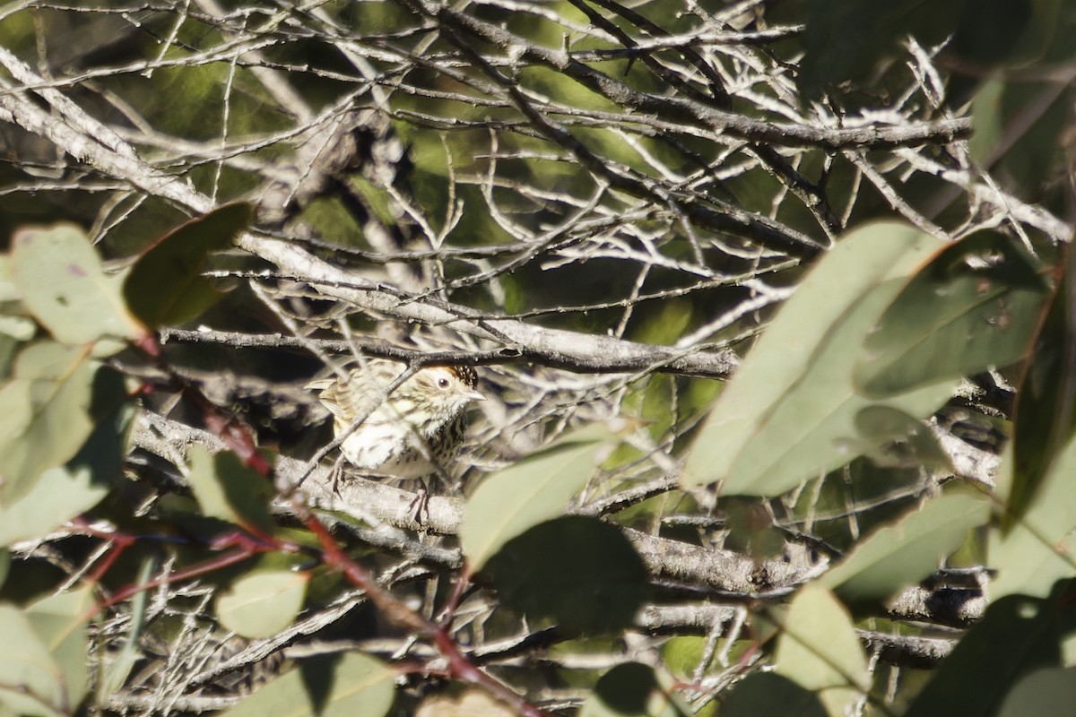 Speckled Warbler - ML620480816