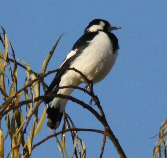 Magpie-lark - ML620480818