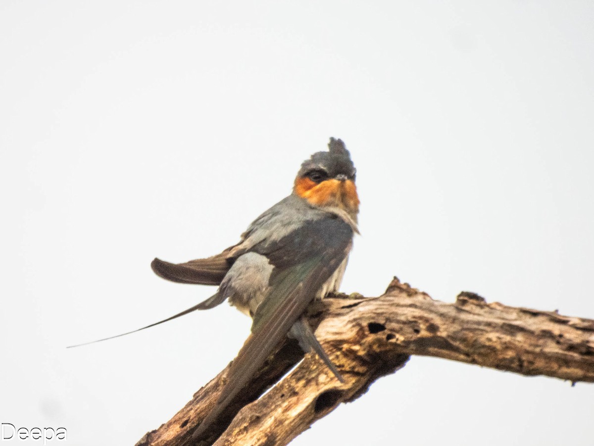 Crested Treeswift - ML620480825