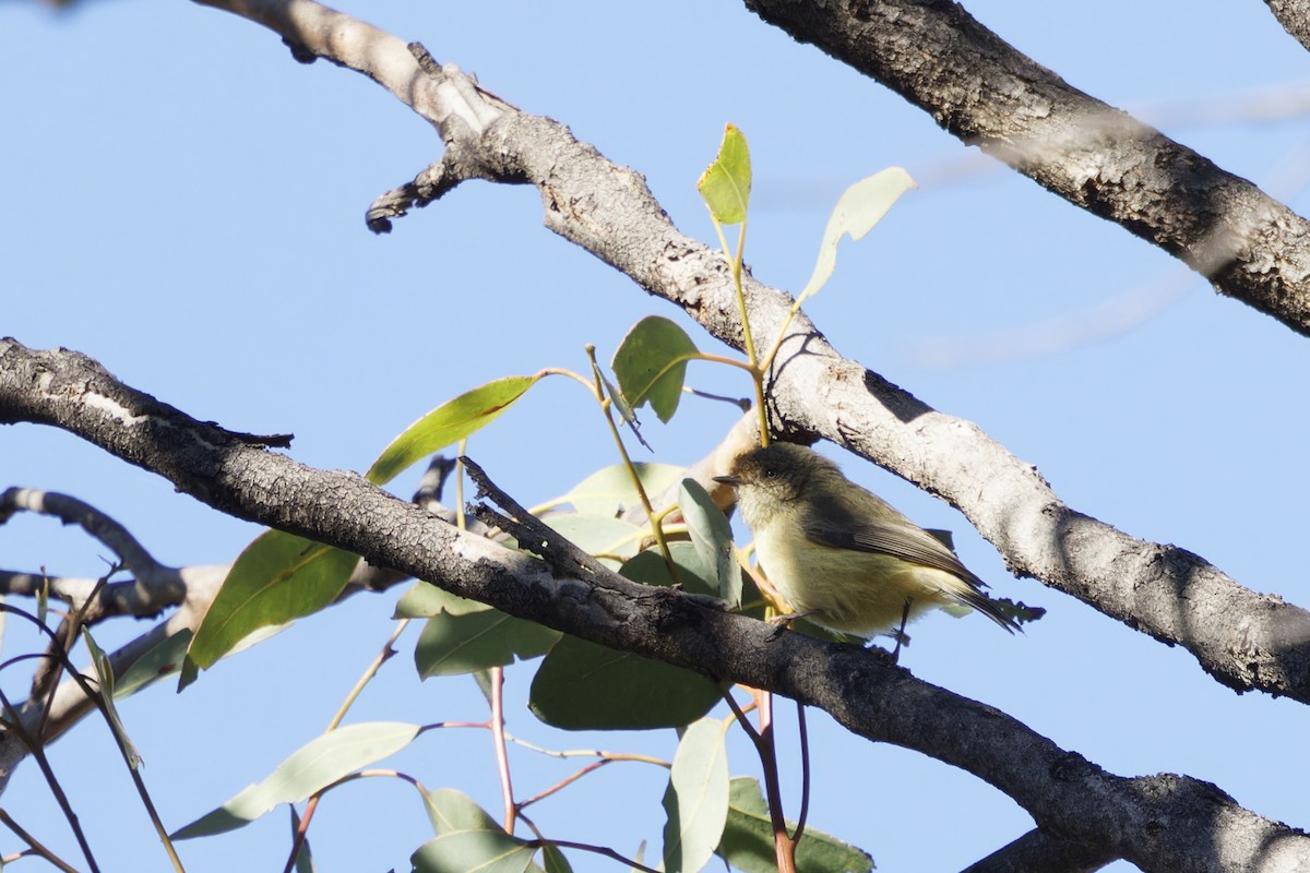 Buff-rumped Thornbill - ML620480828