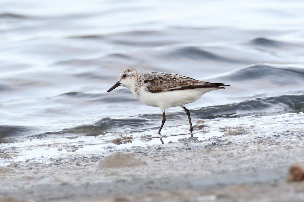 Sanderling - ML620480831