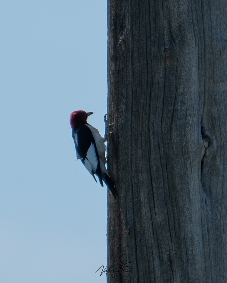 Pic à tête rouge - ML620480832