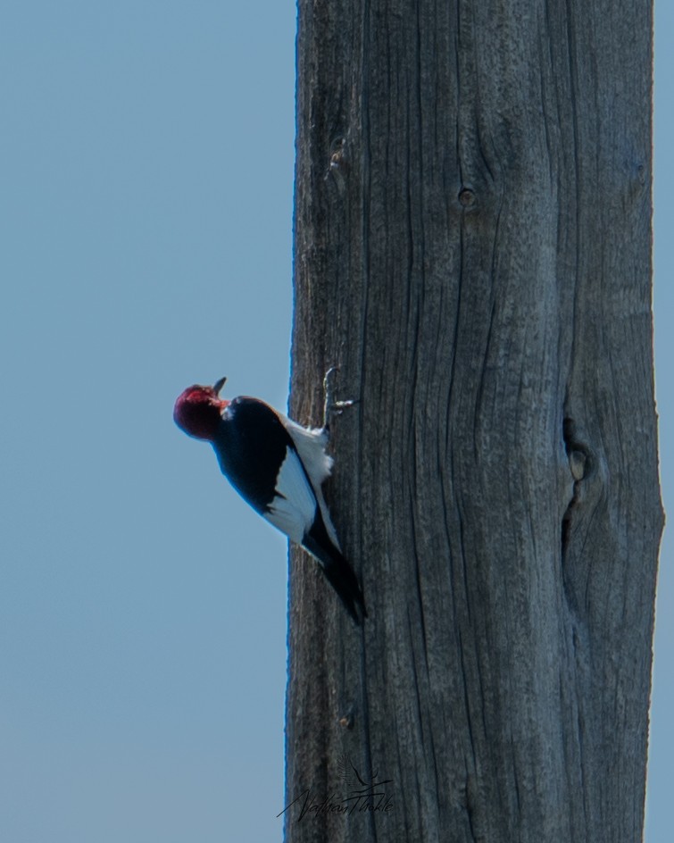 Pic à tête rouge - ML620480833