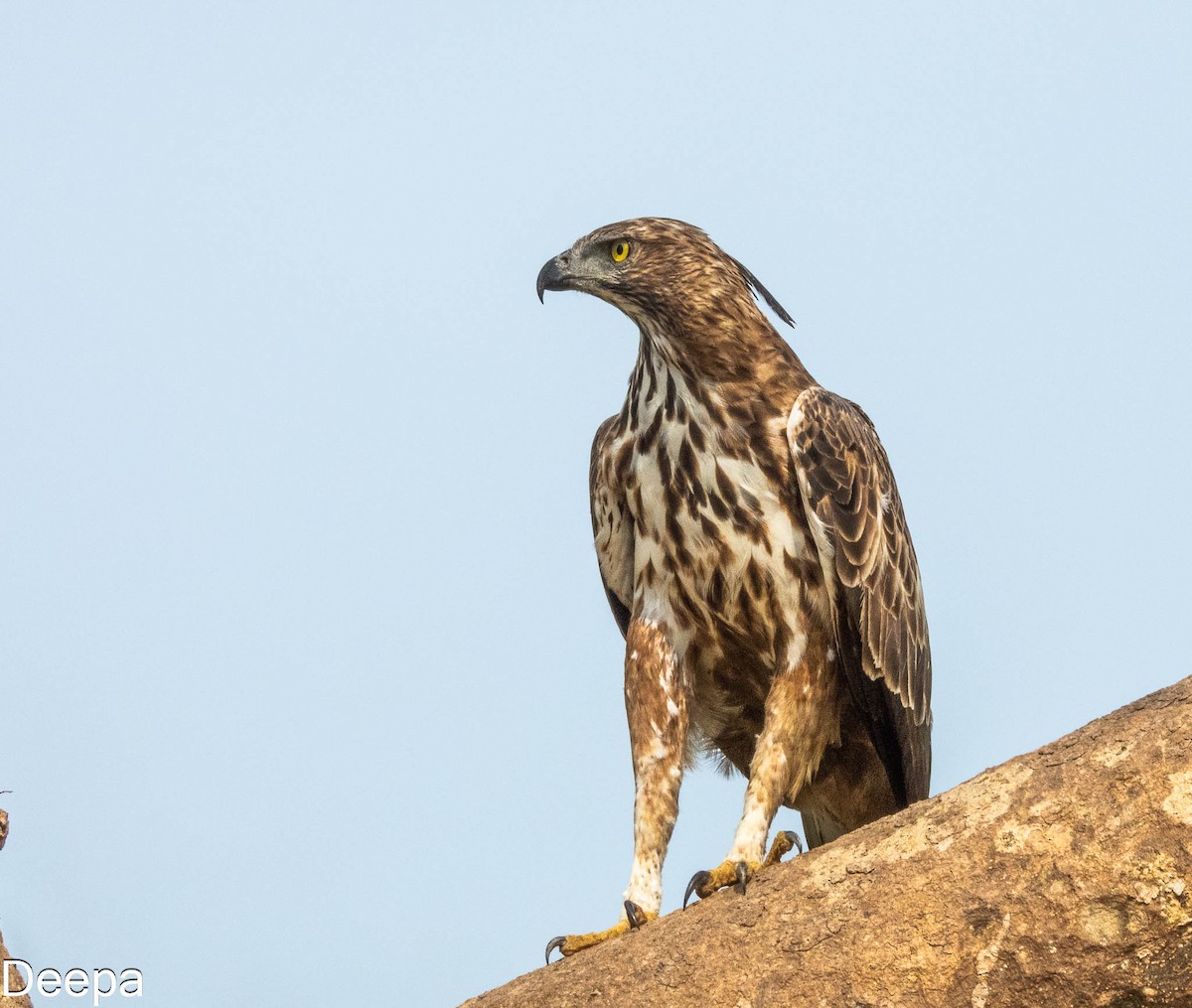 Águila Variable (crestada) - ML620480834