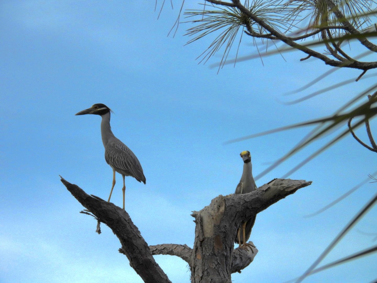 Yellow-crowned Night Heron - ML620480838