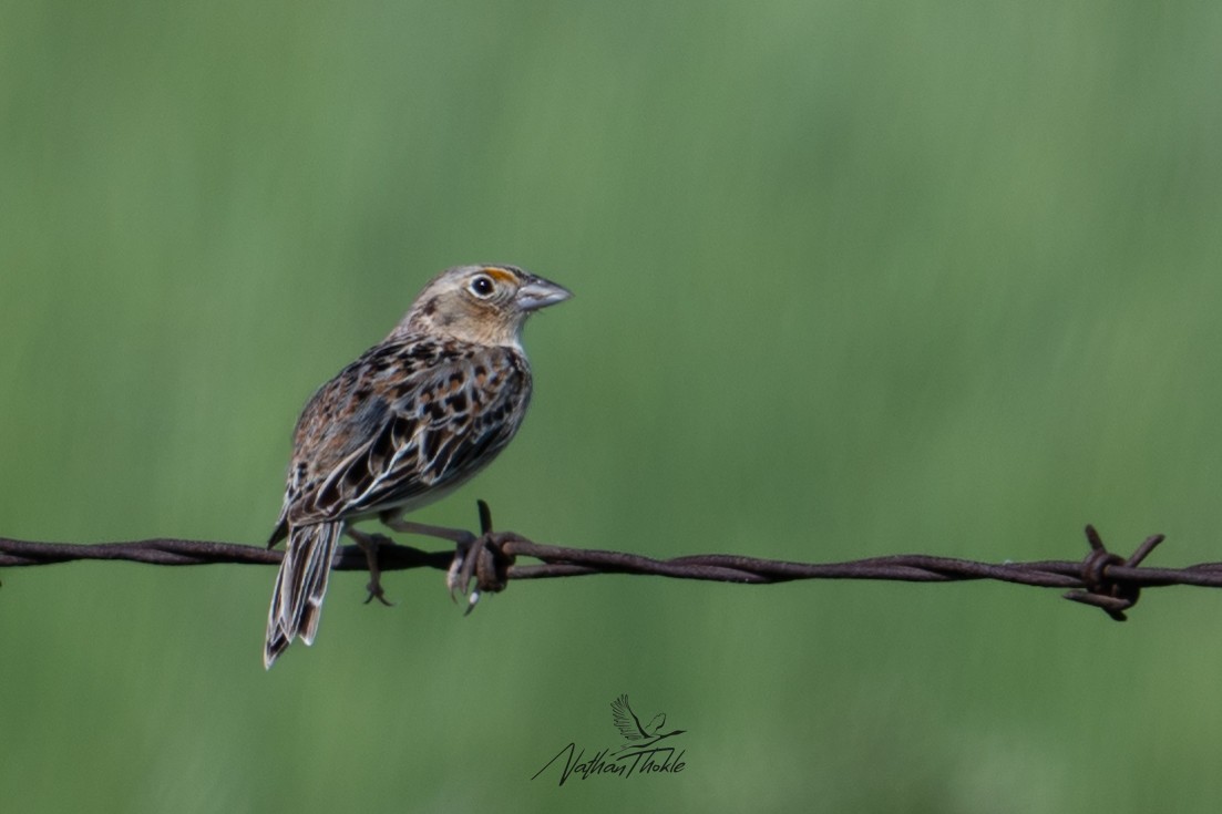 Grasshopper Sparrow - ML620480842