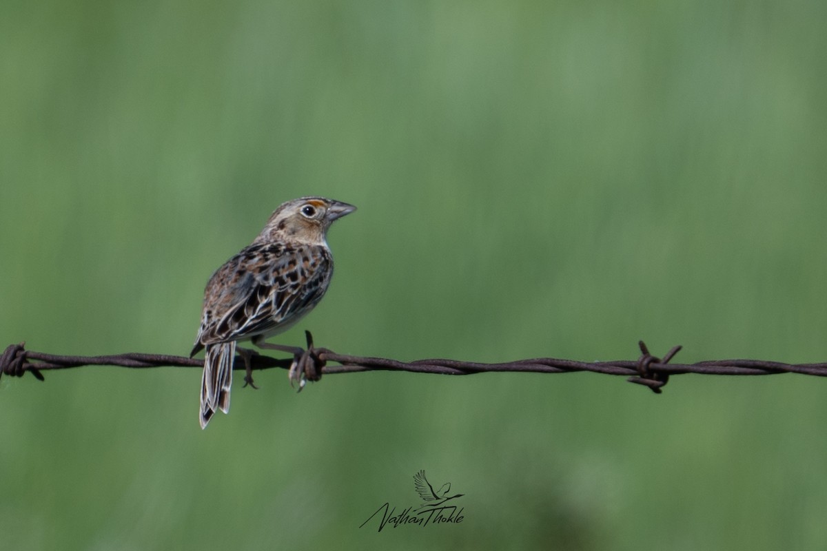 Grasshopper Sparrow - ML620480843