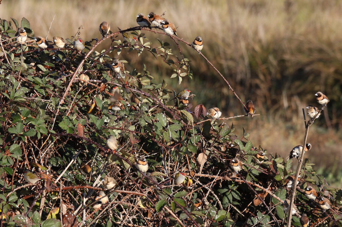 Chestnut-breasted Munia - ML620480845