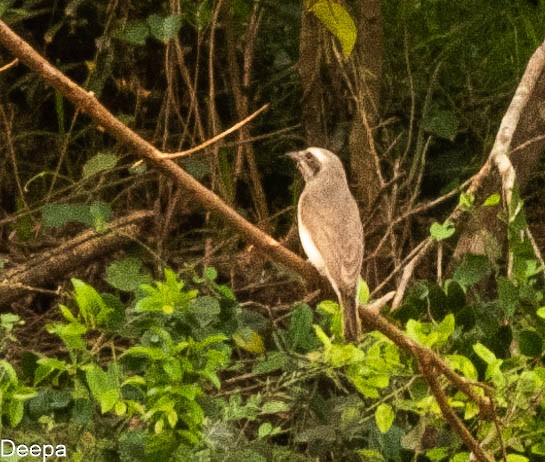 Sri Lanka Woodshrike - ML620480868