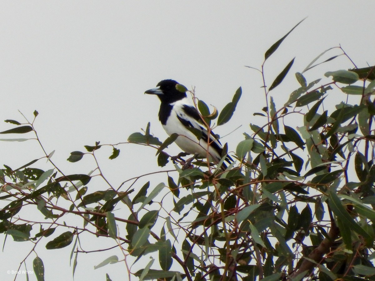 Pied Butcherbird - ML620480869