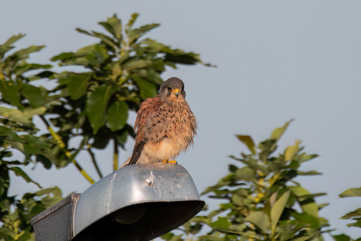 Eurasian Kestrel (Canary Is.) - Andy Tonge