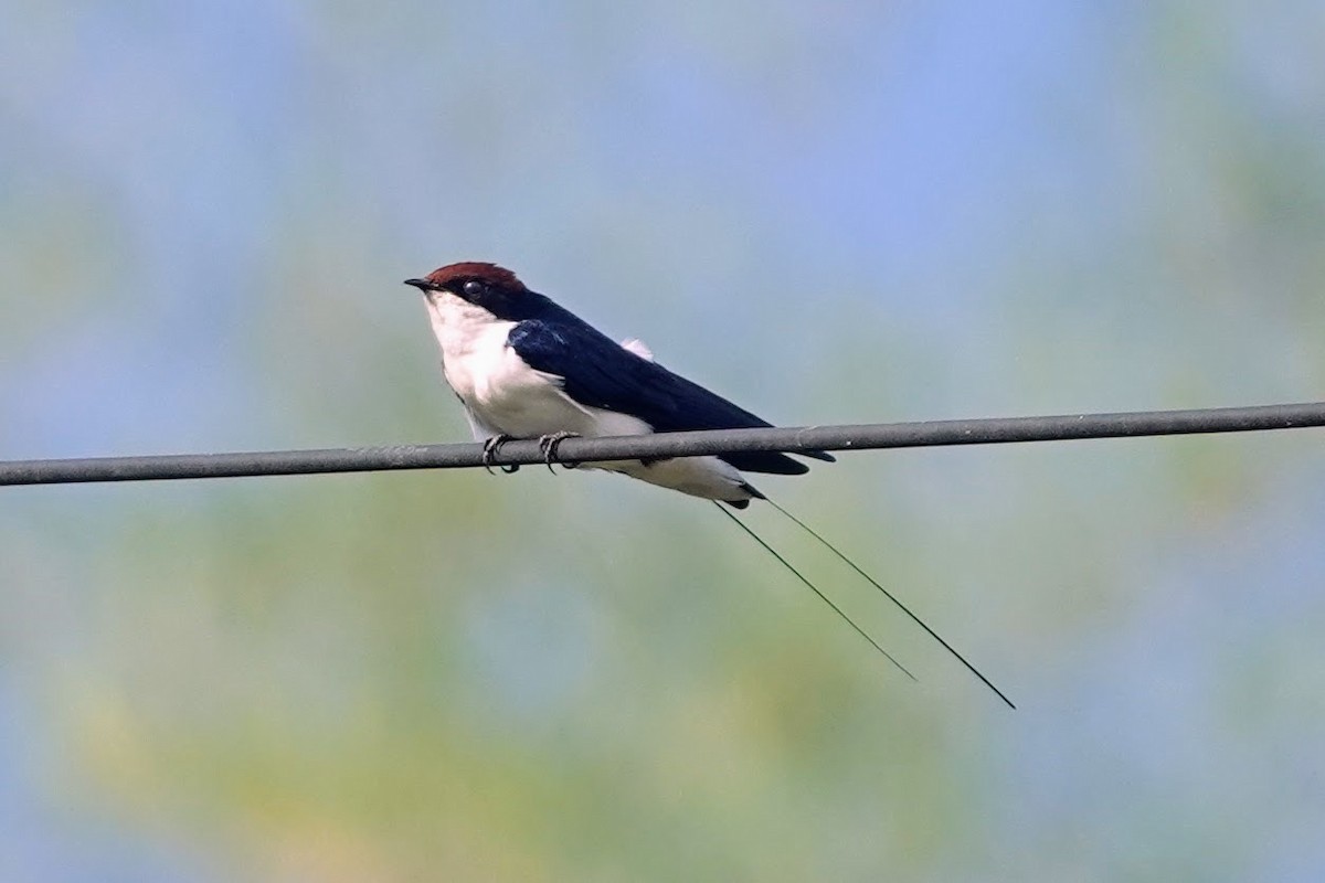 Wire-tailed Swallow - ML620480871