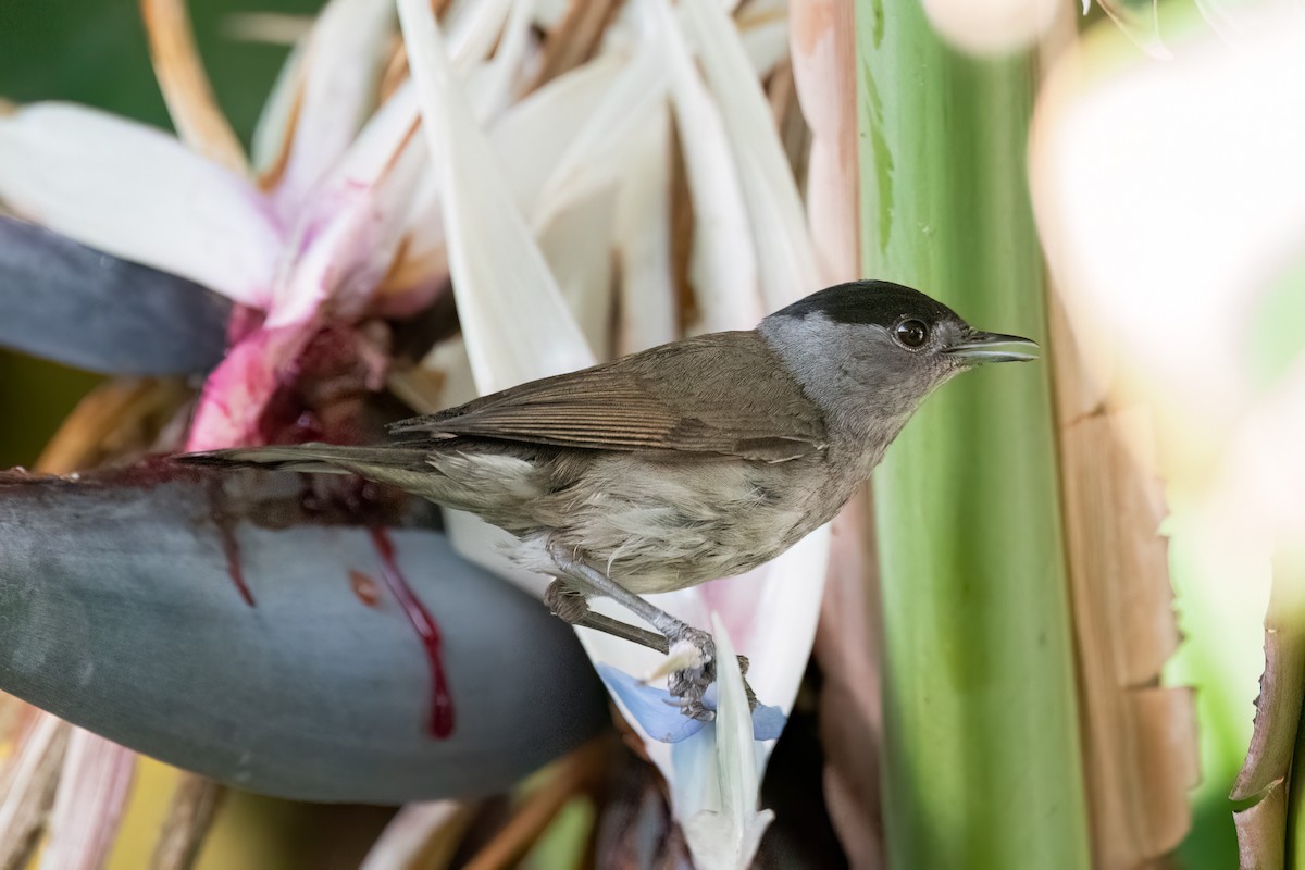 Eurasian Blackcap - ML620480872