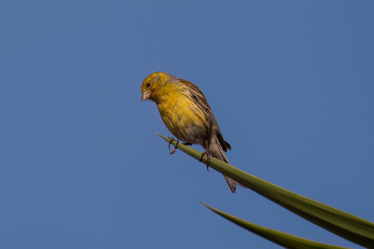 Island Canary - ML620480875