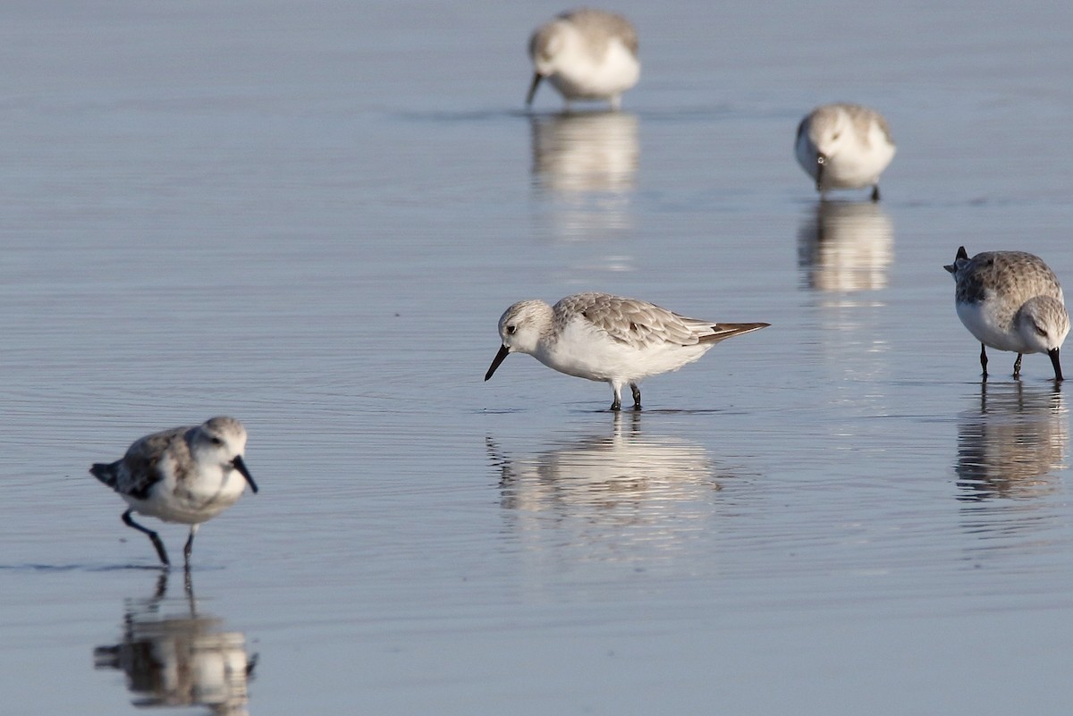 Sanderling - ML620480878