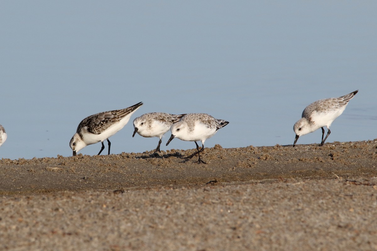 Bécasseau sanderling - ML620480884