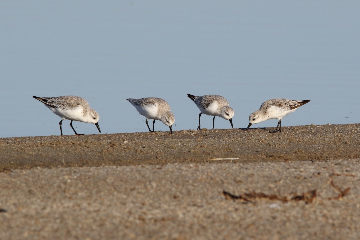 Bécasseau sanderling - ML620480885