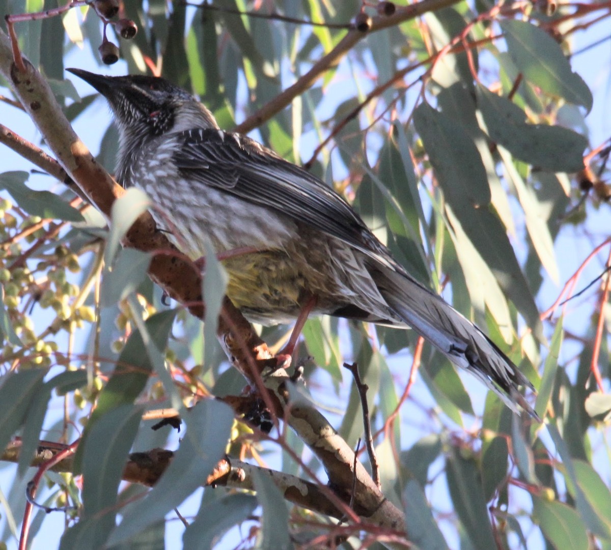 Red Wattlebird - ML620480889