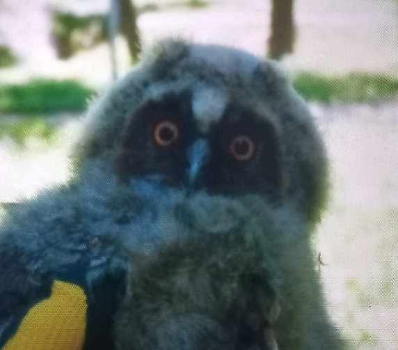 Long-eared Owl - ML620480890