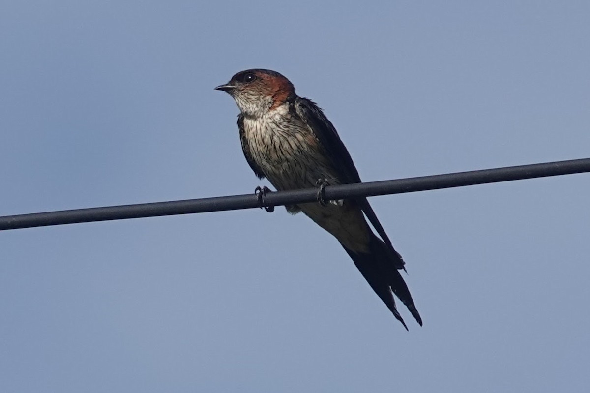 Red-rumped Swallow - ML620480891