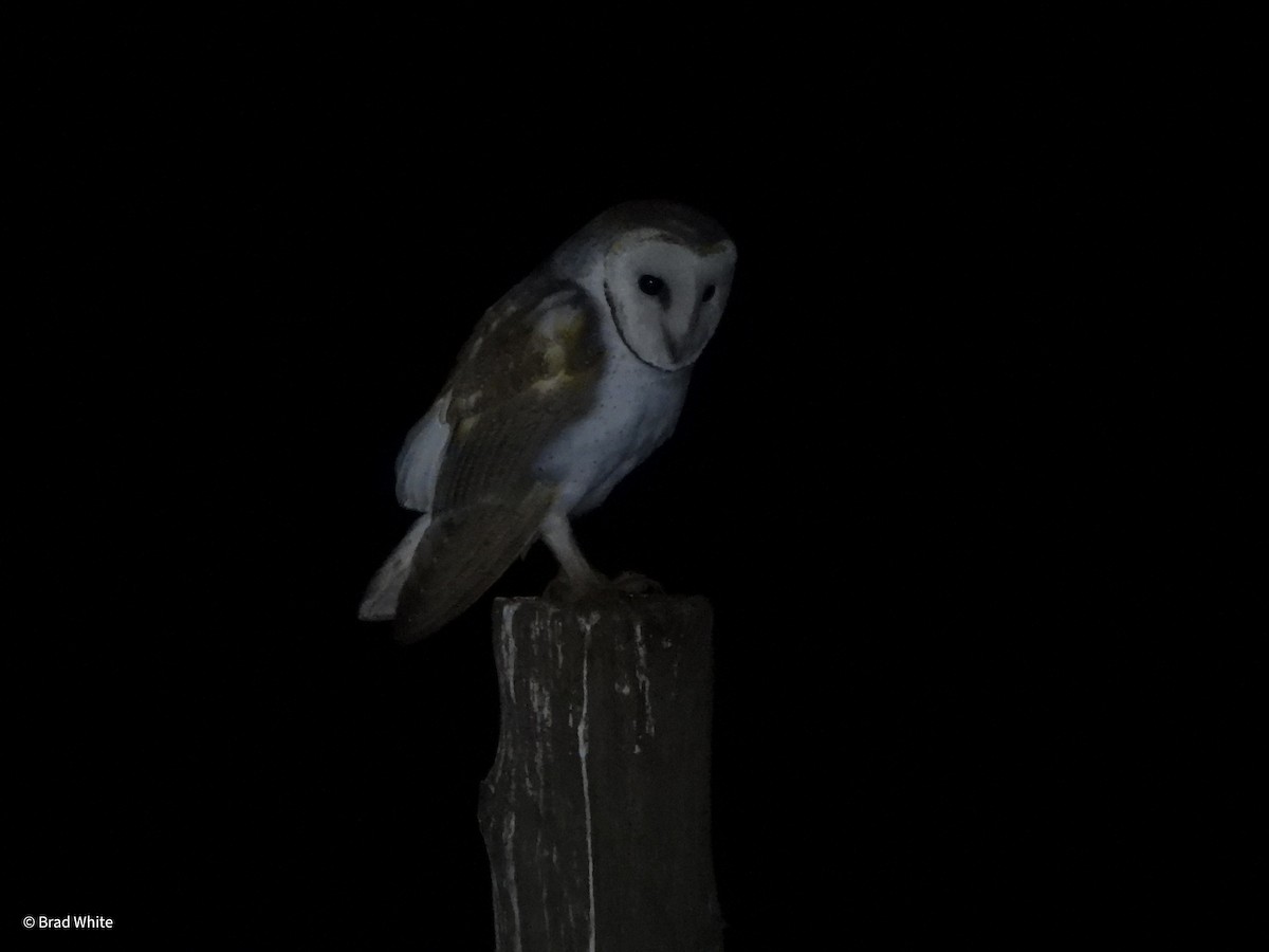 Barn Owl - ML620480892