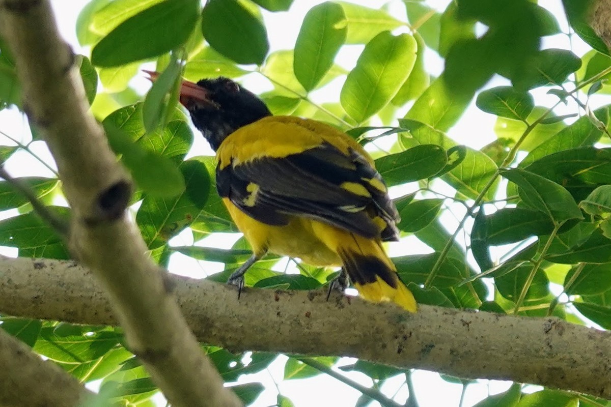 Black-hooded Oriole - ML620480893