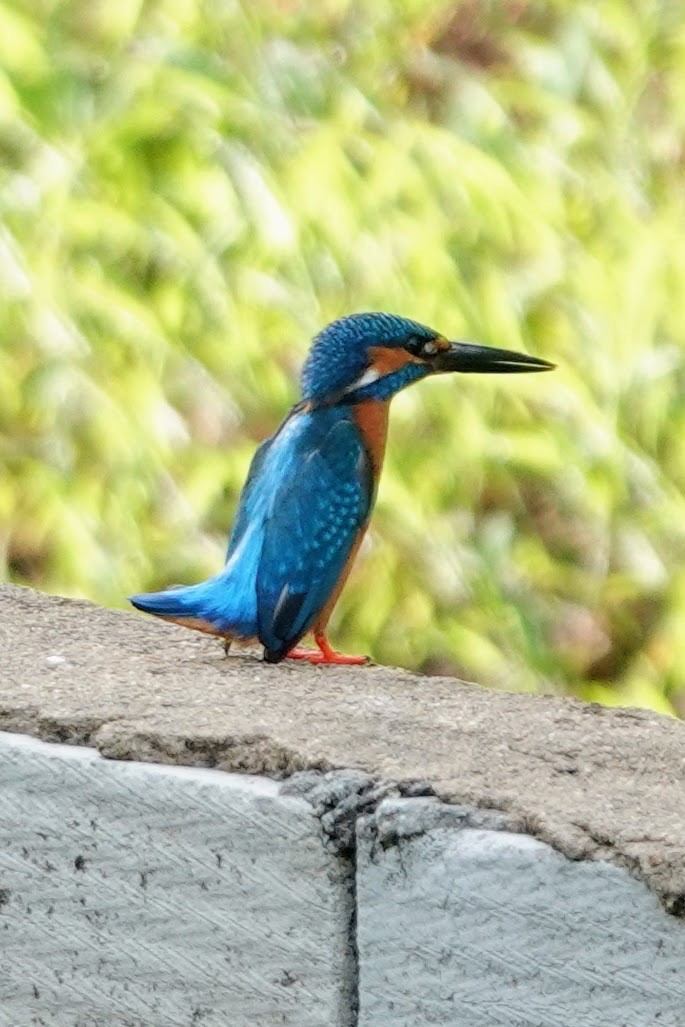 Martin-pêcheur d'Europe - ML620480895