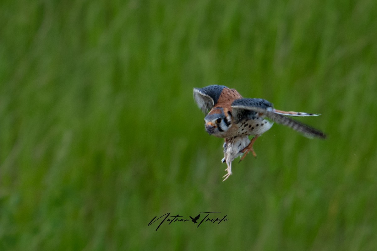 American Kestrel - ML620480900