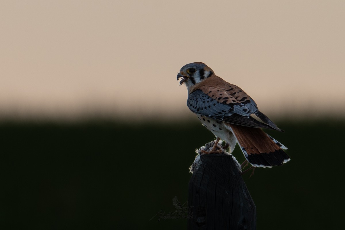 American Kestrel - ML620480901