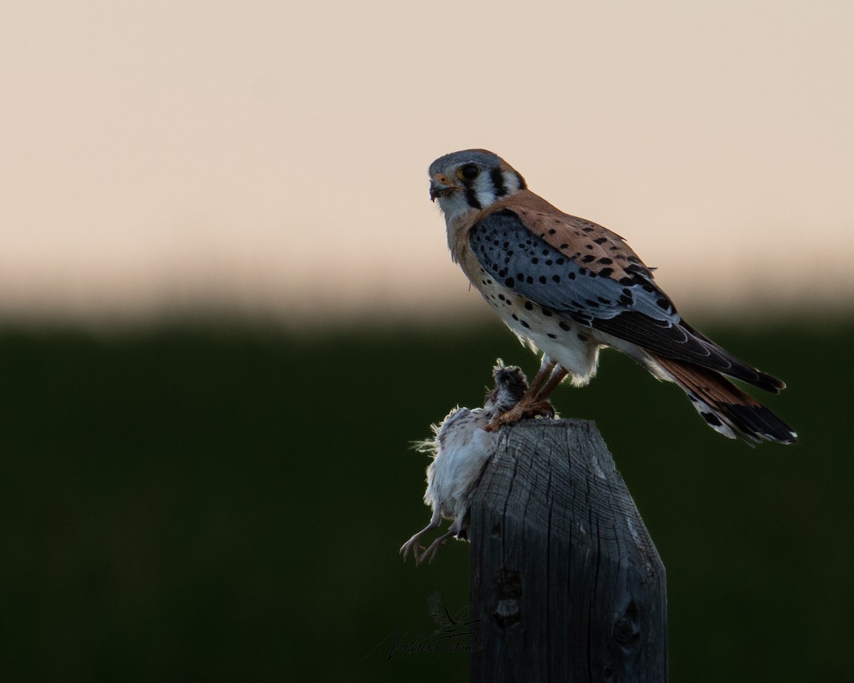 American Kestrel - ML620480902