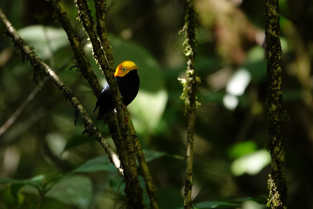 Manakin à tête d'or - ML620480905