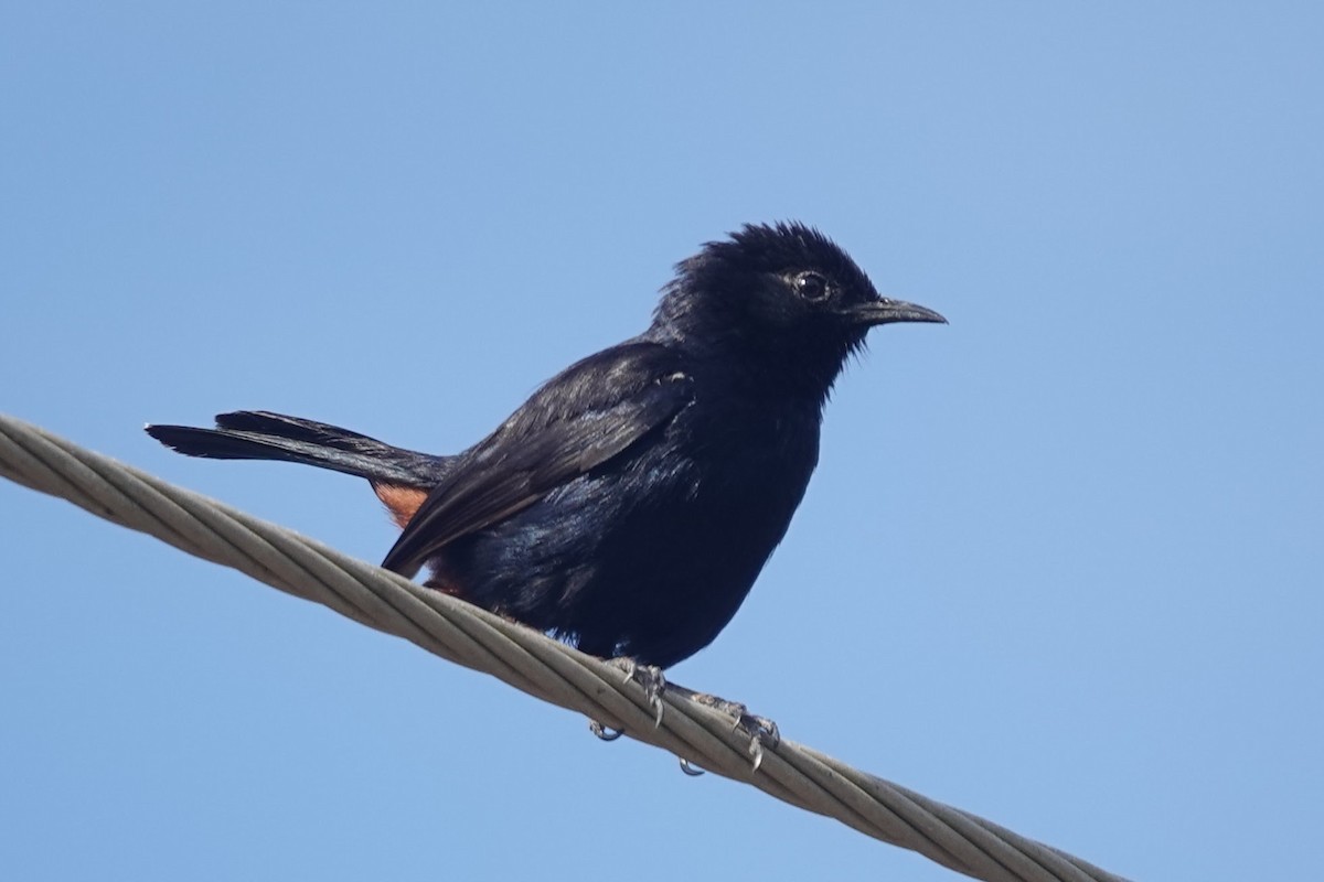 Indian Robin - ML620480906